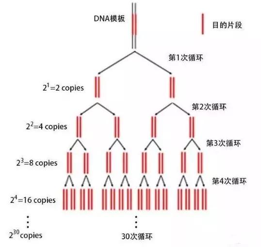 新冠PCR檢測