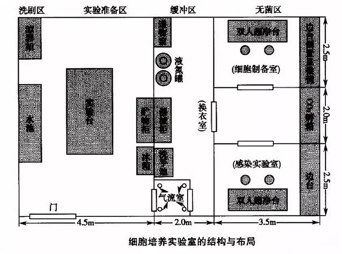 細(xì)胞培養(yǎng)實(shí)驗(yàn)室的機(jī)構(gòu)與布局